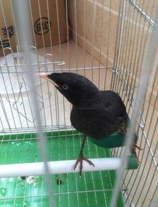 娱乐吃瓜小八哥是谁啊视频